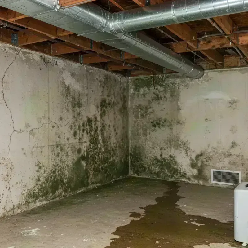 Professional Mold Removal in Merchantville, NJ